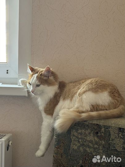 Отдам кота в добрые руки