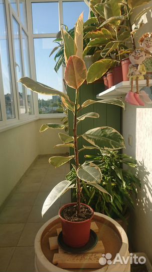 Фикус каучуконосный (эластика)