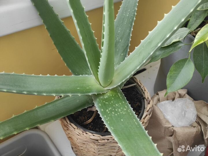 Алоэ лечебный 2 года