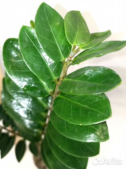 Замиокулькас: Лима и Мидори