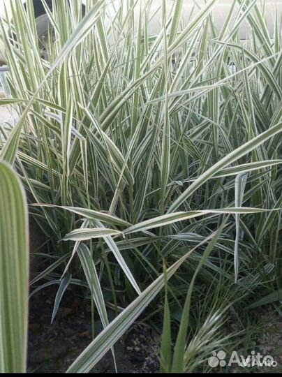 Камыш декоративный Фалярис