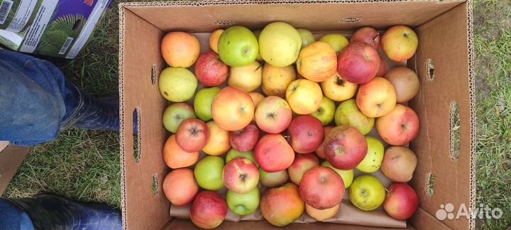 Апельсины, мандарины, яблоки