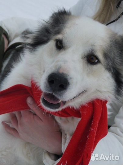 Собаки в дар, шмель