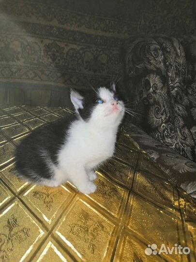 Котята в добрые руки бесплатно