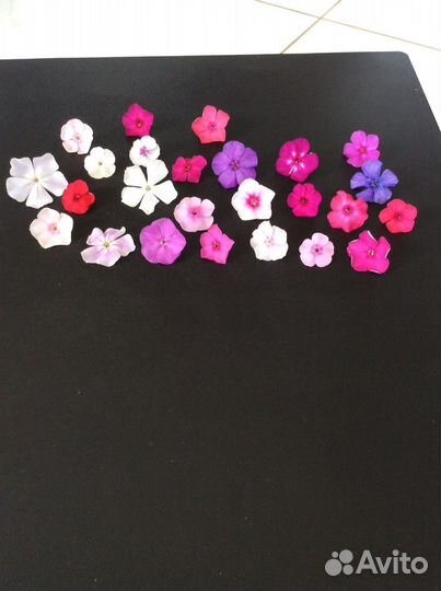 Флоксы сортовые