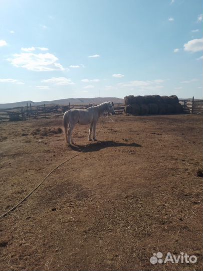 Орловский жеребец