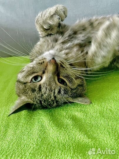 Кот, Фросик