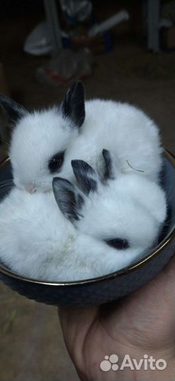 Декоративные кролики