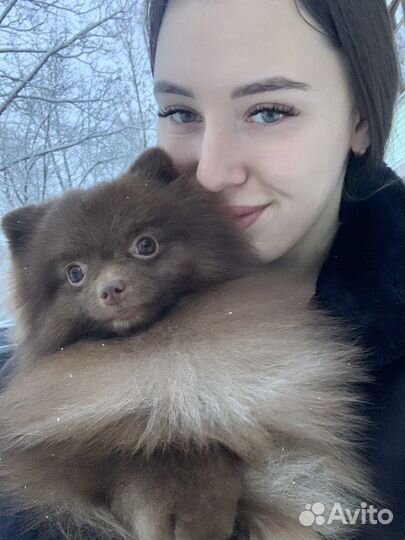 Немецкий шпиц мини вязка