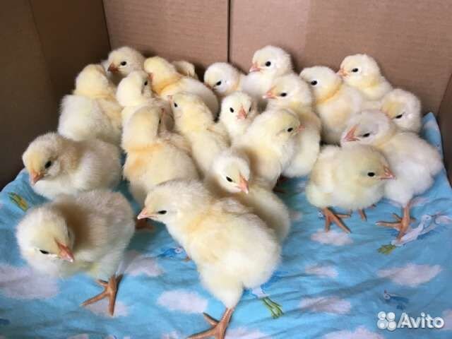 Цыплята