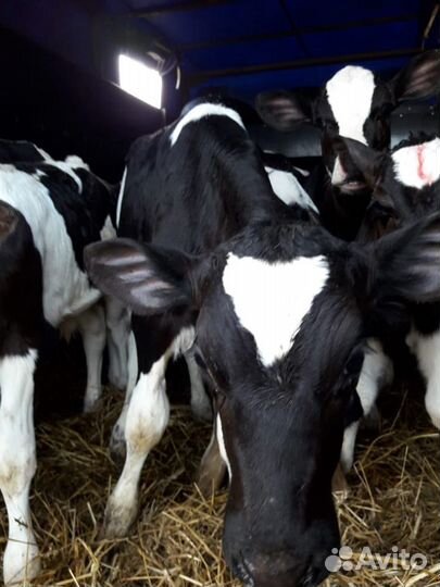 Телята бычки