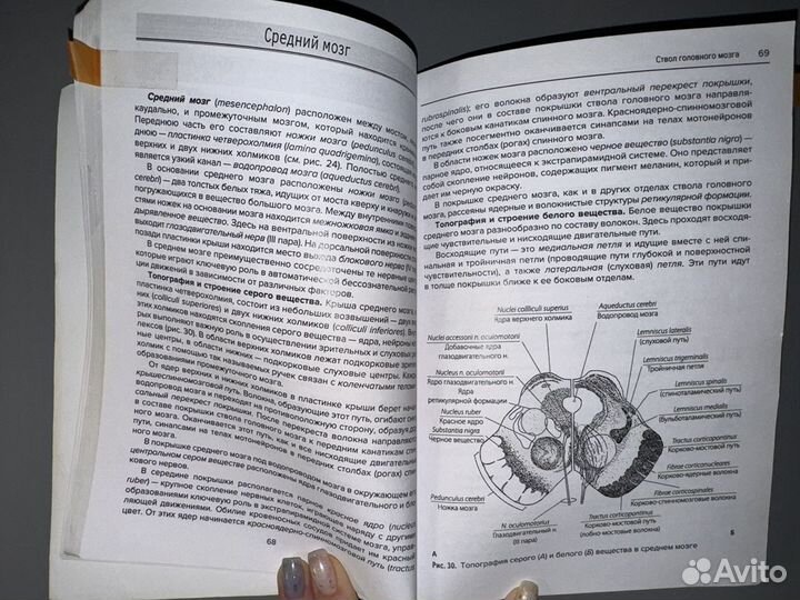 Анатомия нервной системы и органов чувств Козлов