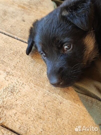 Щенки немецкой овчарки