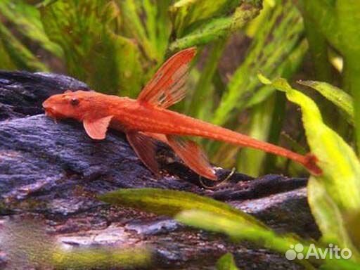 Лорикария королевская, лорикария красная