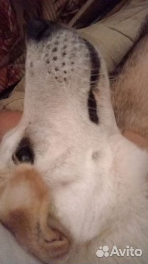 Помесь Хаски и лабрадора