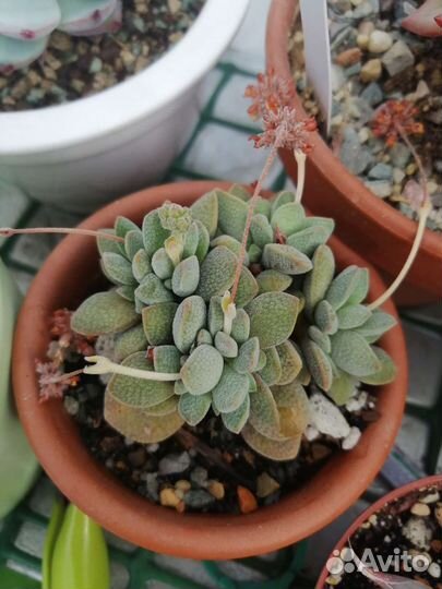 Суккуленты