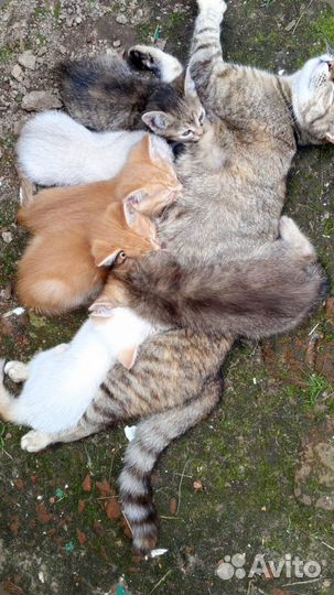 Отдам бесплатно