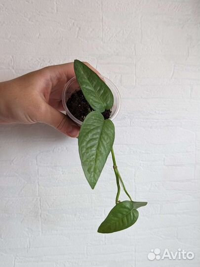 Комнатные растения 3