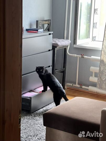 Кот