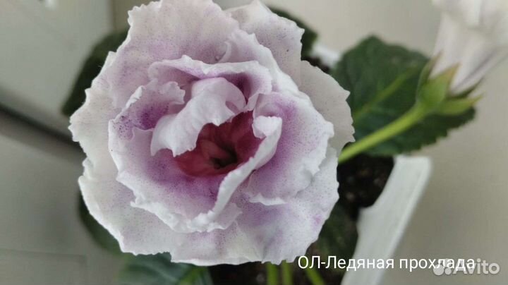 Клубни Глоксинии