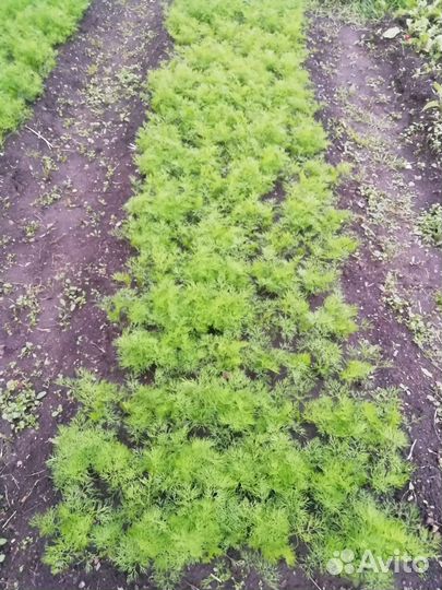 Укроп и редис