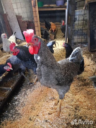 Молодые петухи