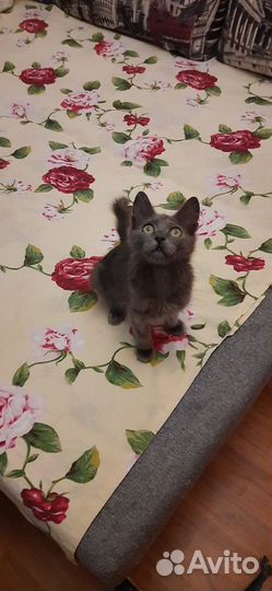 Дымчатый котенок