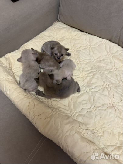 Бурманские котята