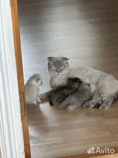 Шотландская вислоухая