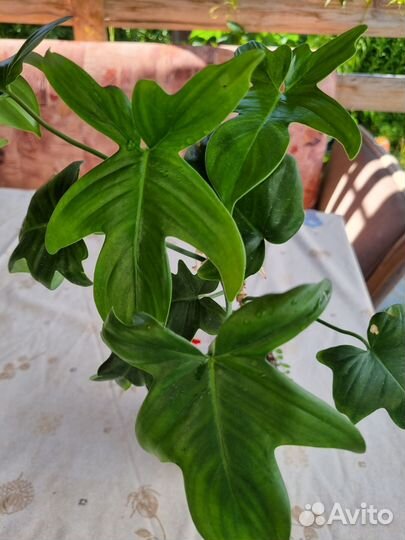Филодендрон флорида грин