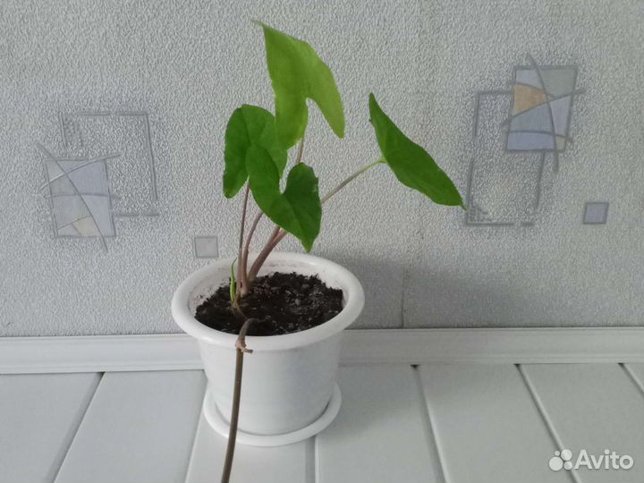 Укорененные отводки сингониума