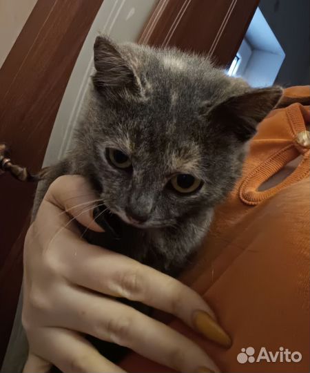 Кошечка в добрые руки