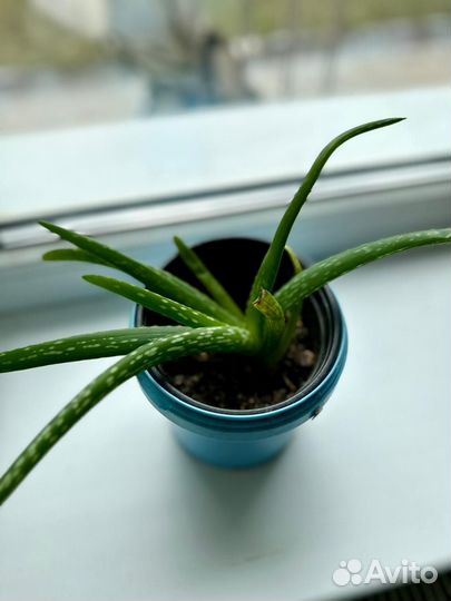 Алоэ лечебный