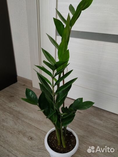 Замиокулькас