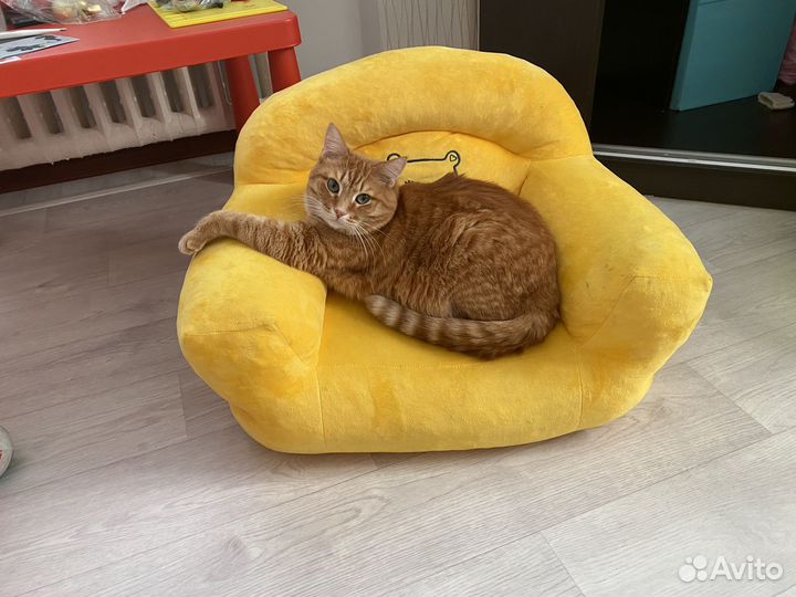 Кот в добрые руки