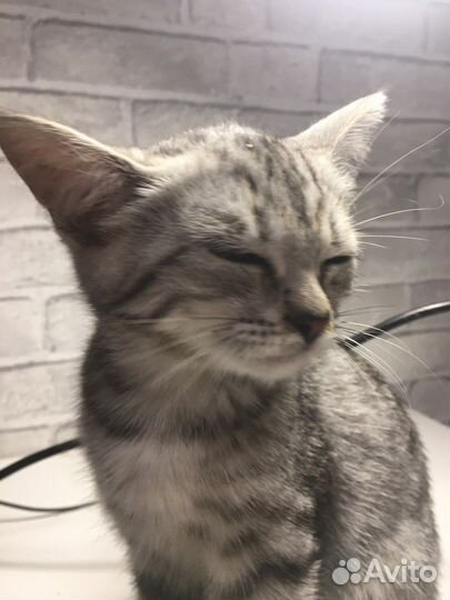 Котенок мальчик бесплатно