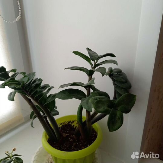 Замиокулькас Зензи