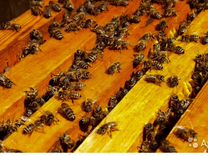 Пчёлы, пчелопакеты, семьи на высадку, пчелосемьи