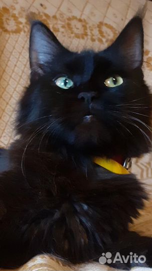 Мейн-кун кошка