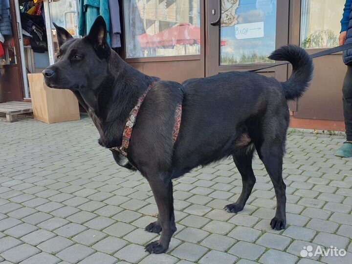 Метис овчарки