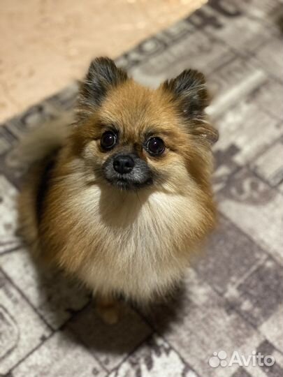 Шпиц на вязку девочка