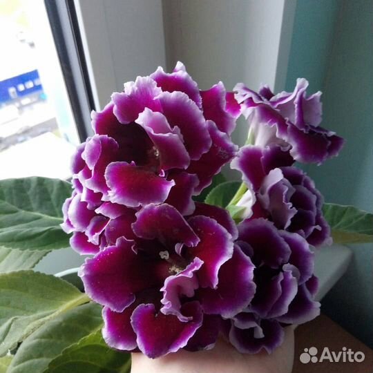 Глоксиния лист