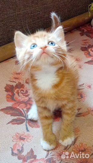 Рыжий котенок