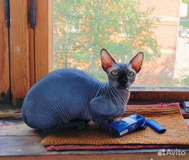 Котик бамбино