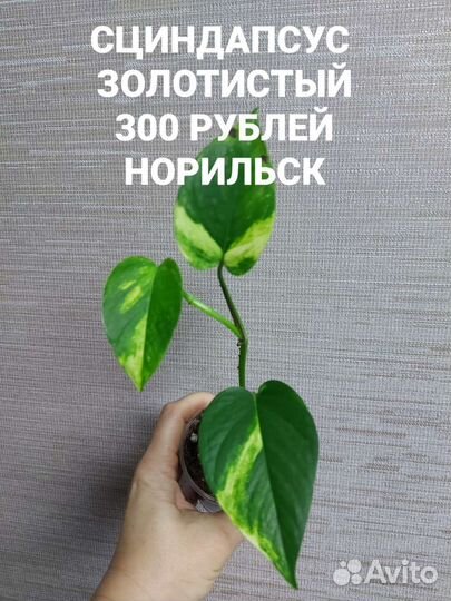 Филодендрон, сциндапсус