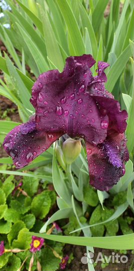 Ирисы продаю