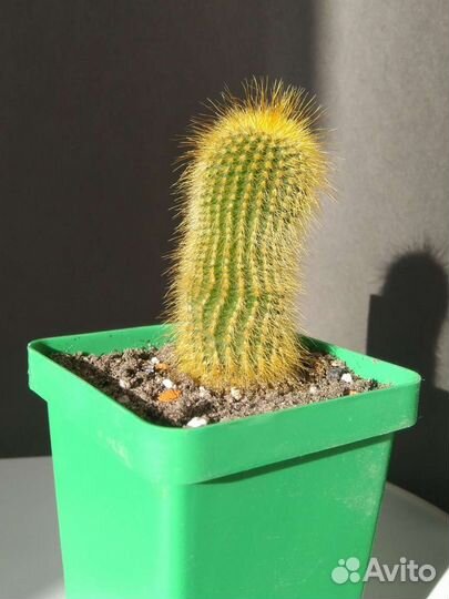 Кактус Eriocactus leninghausii