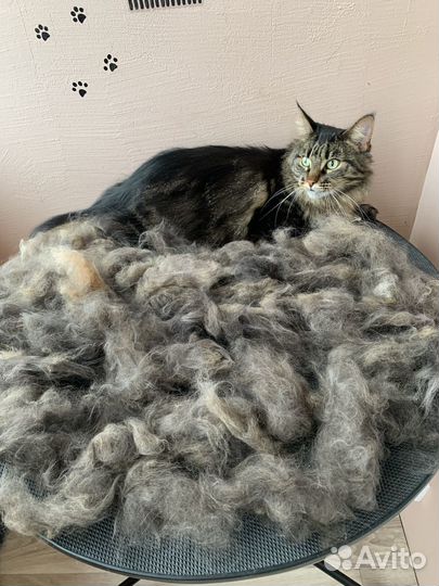 Груминг собак и кошек