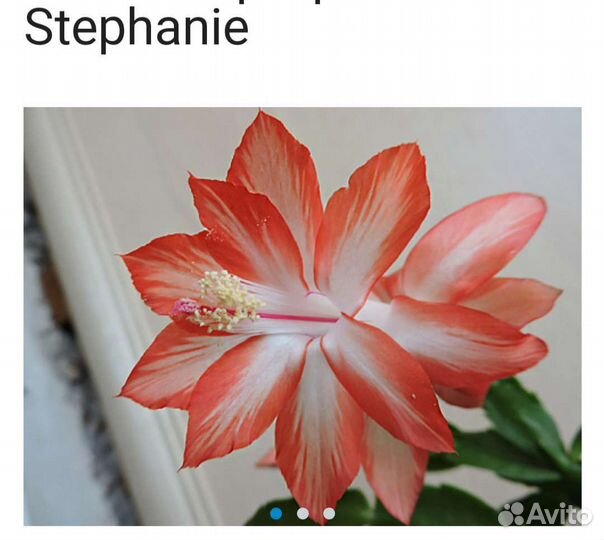 Сортовые декабристы, шлюмбергера