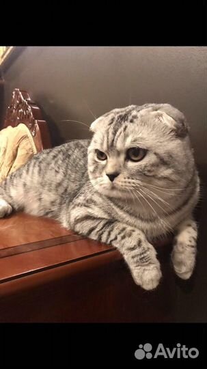 Кот на вязку шотландский вислоухий